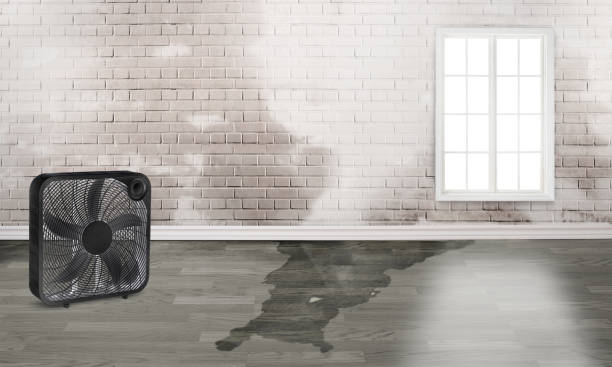 Best Water damage restoration near me  in Lenoir, NC